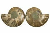 Cut & Polished, Agatized Ammonite Fossil - Madagascar #310606-1